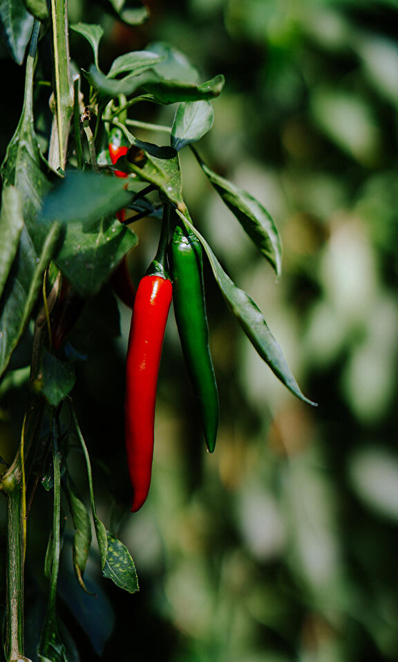 Scharfe Paprika