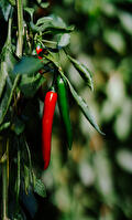 Hot peppers